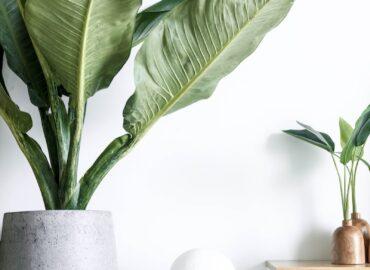 green plant on white ceramic vase